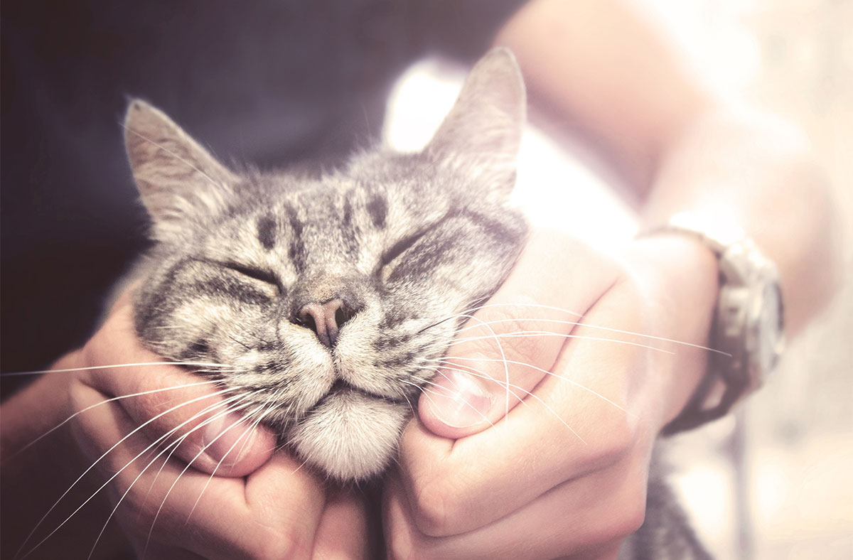 8 Sweet & Strange Ways Cats Show They Love You