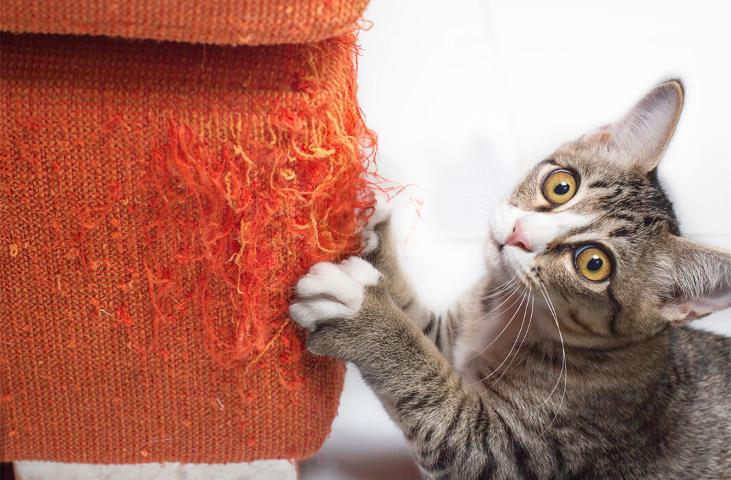 7 amazing tips to stop a cat from scratching the furniture