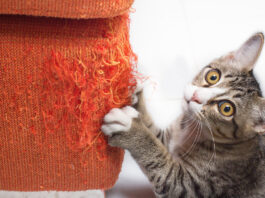 7 amazing tips to stop a cat from scratching the furniture