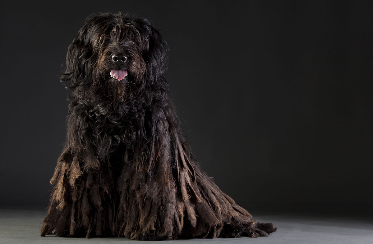 Here Are 7 Rare Dog Breeds That You Likely Know Nothing About