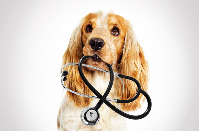 Signs You Should Take Your Dog to the Vet Signs You Should Take Your Dog to the Vet
