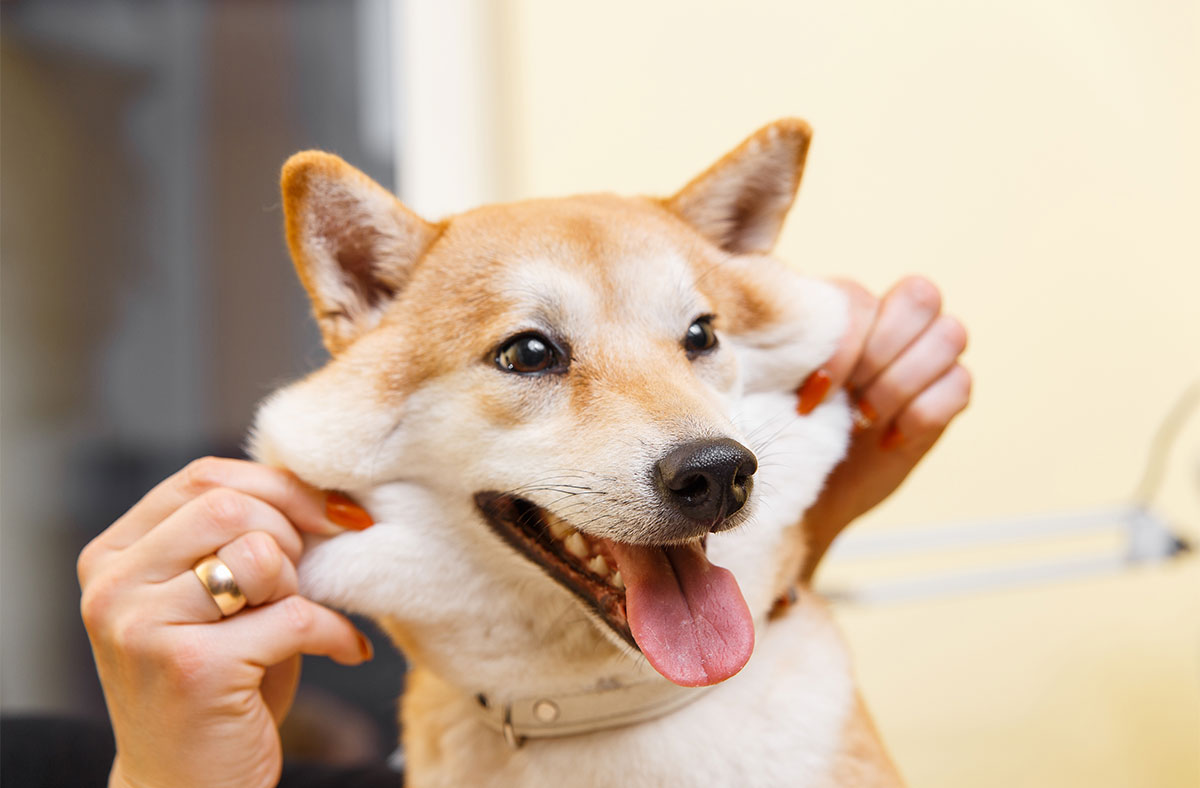 Shiba Inu - Temperament & Personality