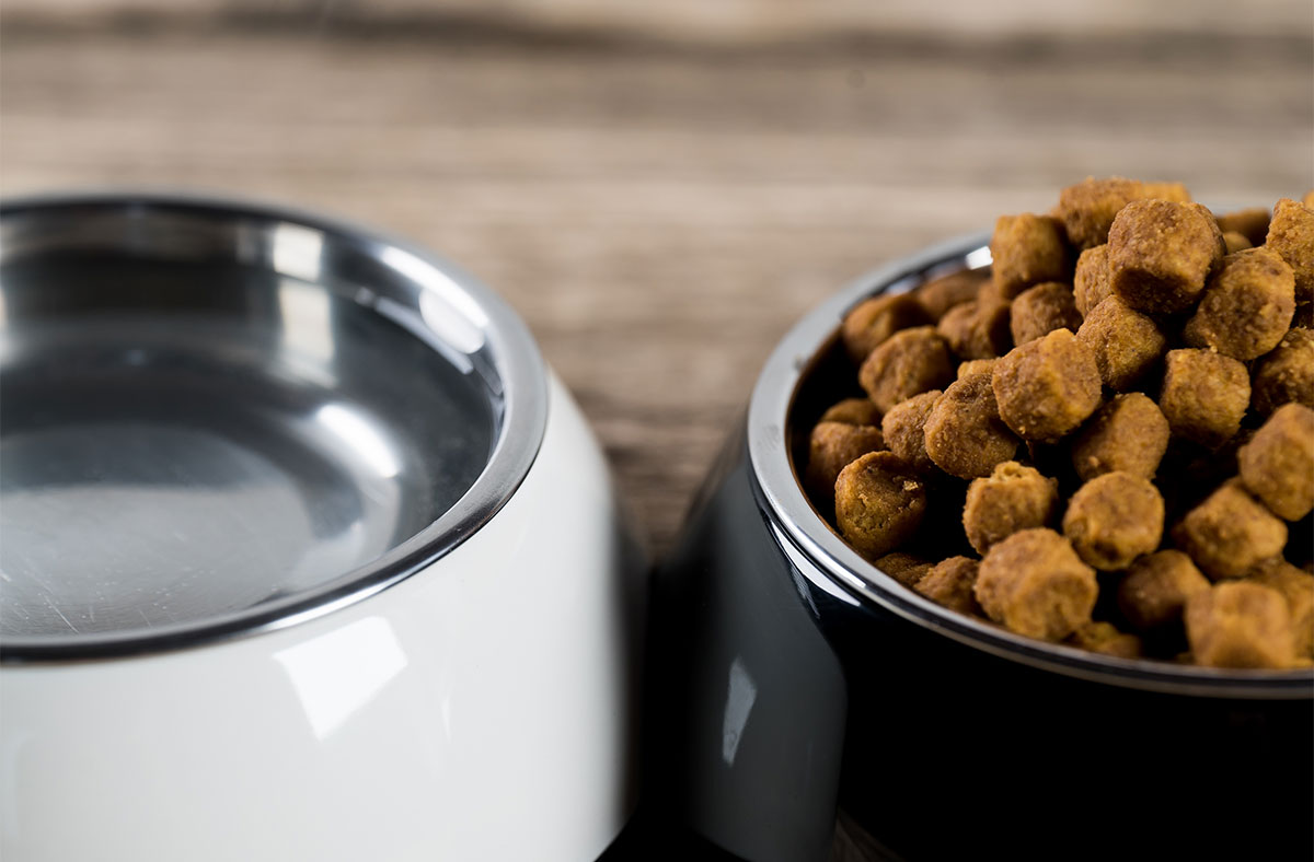 Can Dogs Eat Cat Food? When Is Cat Food Safe For Dogs?