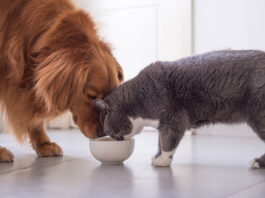 Can Dogs Eat Cat Food? Is It Safe?