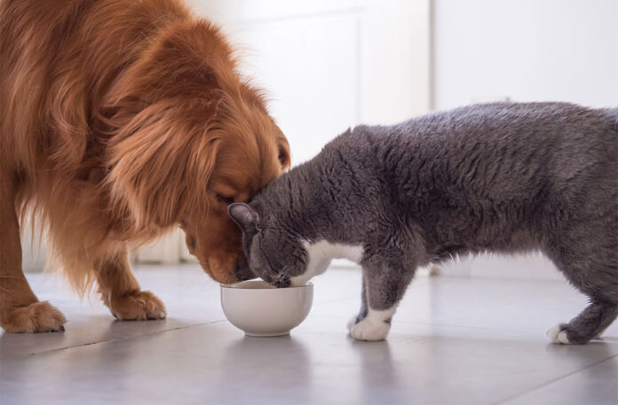 Can Dogs Eat Cat Food? Is It Safe? Can Dogs Eat Cat Food? Is It Safe?