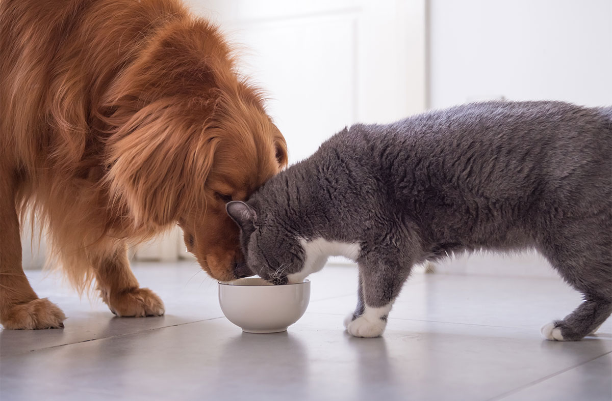 Can dogs eat cat food? Is it safe? Read before you feed