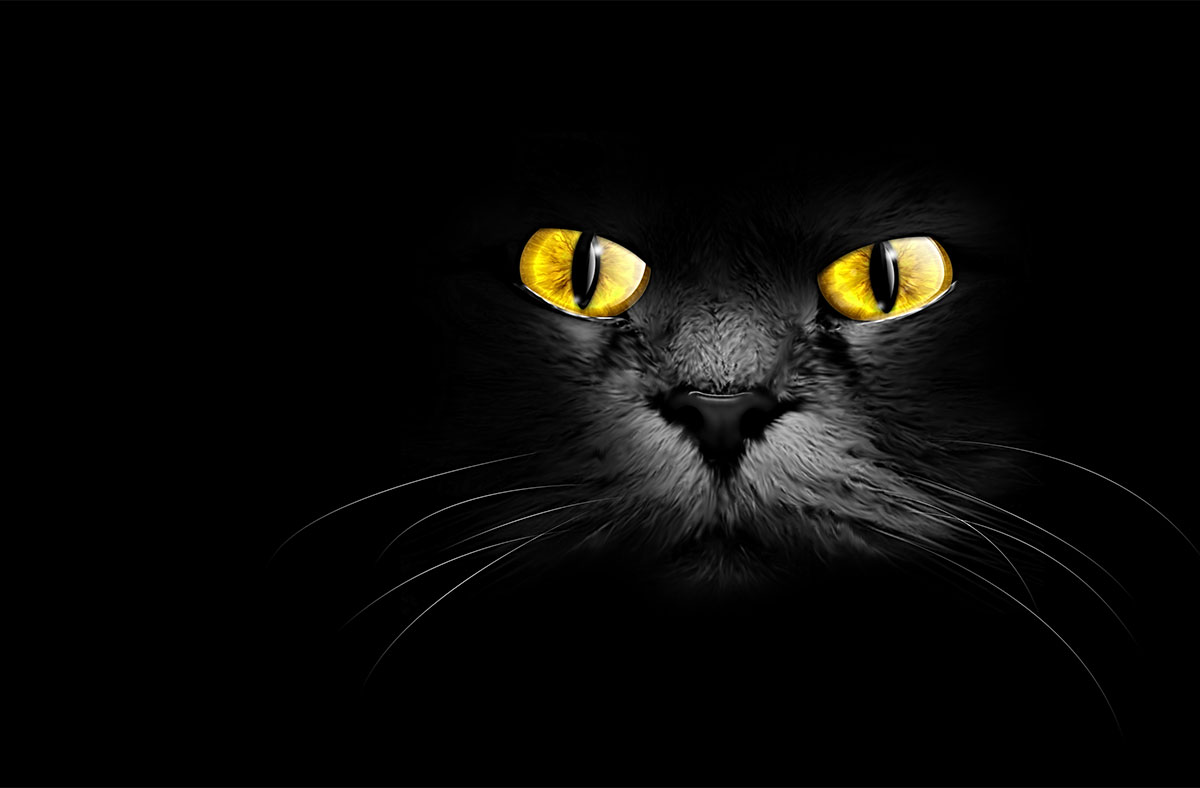 Why Can Cats See in the Dark?