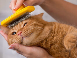 Is Your Cat Losing Hair? 5 Potential Causes And What To Do About It