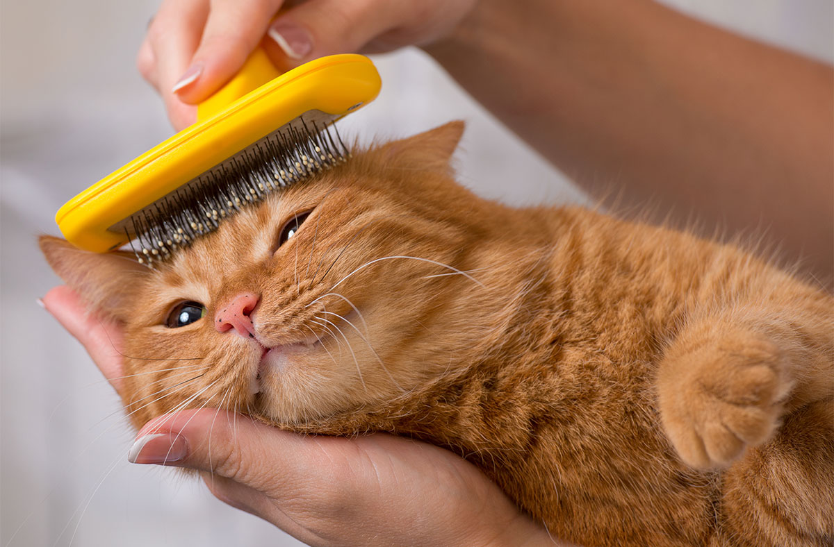 Is Your Cat Losing Hair? 5 Potential Causes And What To Do About It