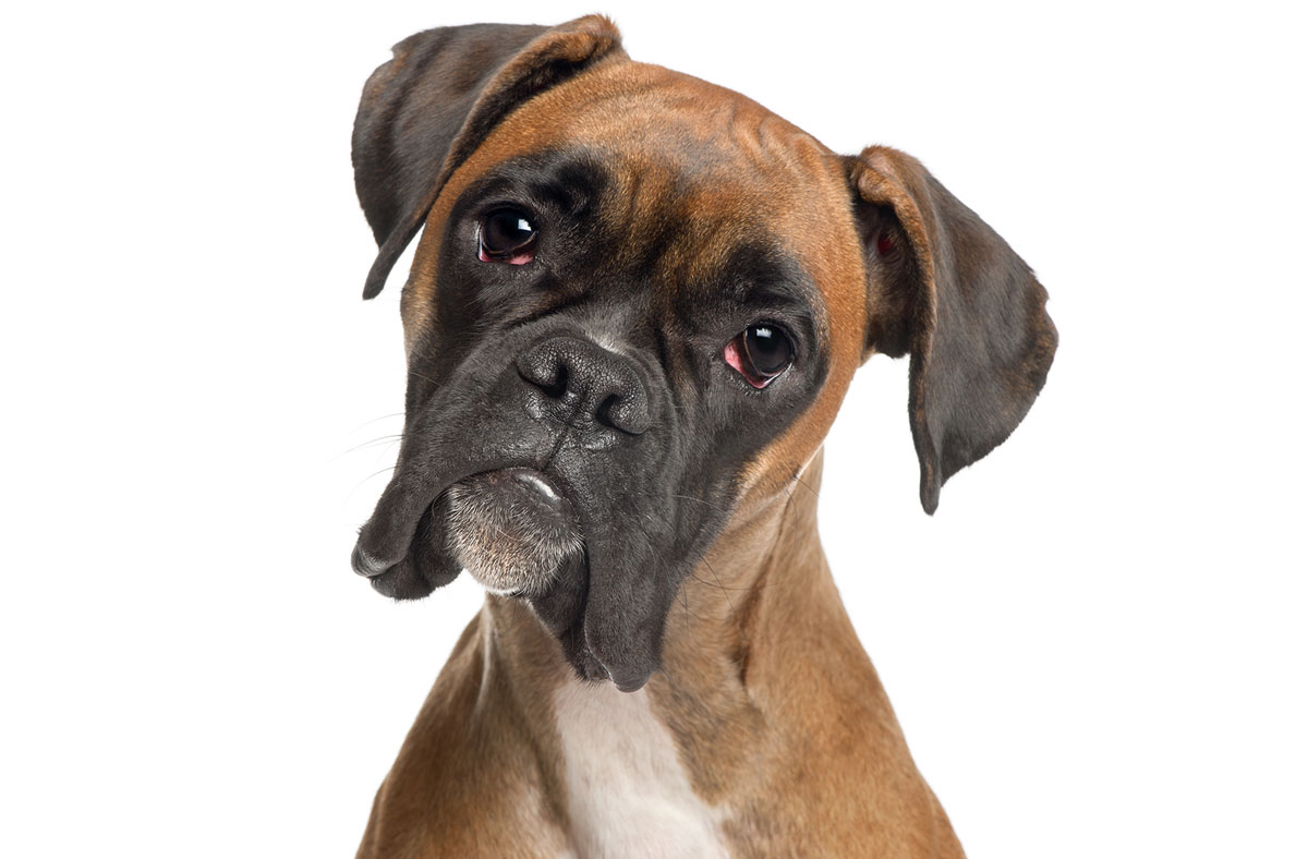 boxer top Good Dogs for Seniors