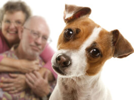 10 Good Dogs for Seniors Who Want or Need a Furry Companion