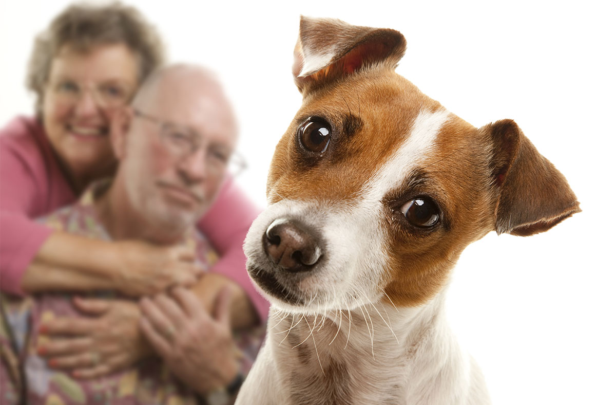 10 Good Dogs for Seniors Who Want a Furry Companion
